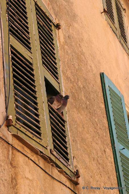 Saint-Tropez, pigeons en roucoulade, Provence, France