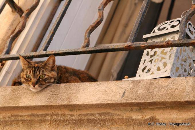 Saint-Tropez, chat à la fenêtre, Provence, France