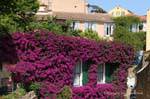 Bormes-les-Mimosas, bougainvillier sur façade, France.