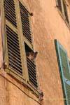 Saint-Tropez, pigeons en roucoulade, France.