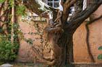 Saint-Tropez, animal racine, sculpture arbre, France.