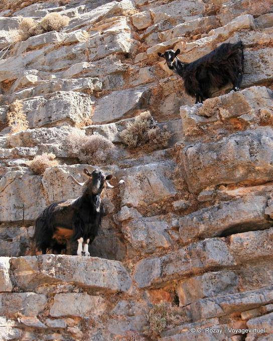 Anapoli Chèvres en escalade - Crète, Grèce