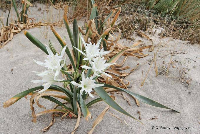 Fleurs de plage de sable, Elafonissi - Crète, Grèce