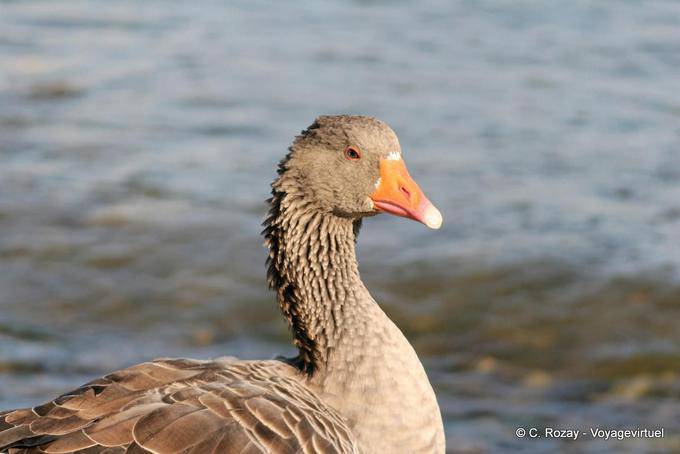 Portrait d'oie sauvage, Georgioupoli - Crète, Grèce