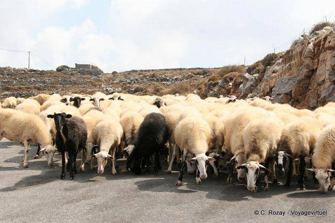 Troupeau de moutons sur la route de Karidi - Crète, Grèce