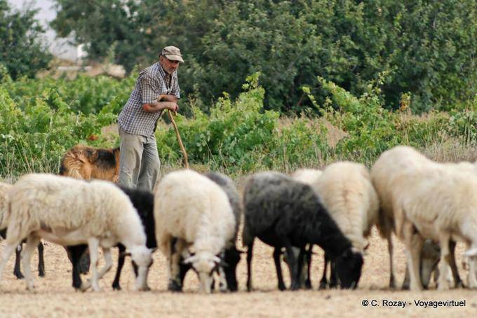 Berger appuyé sur sa canne traditionnelle, Lassithi - Crète, Grèce