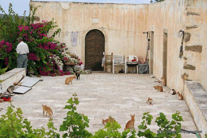 La cour des chats, Toplou - Crète, Grèce