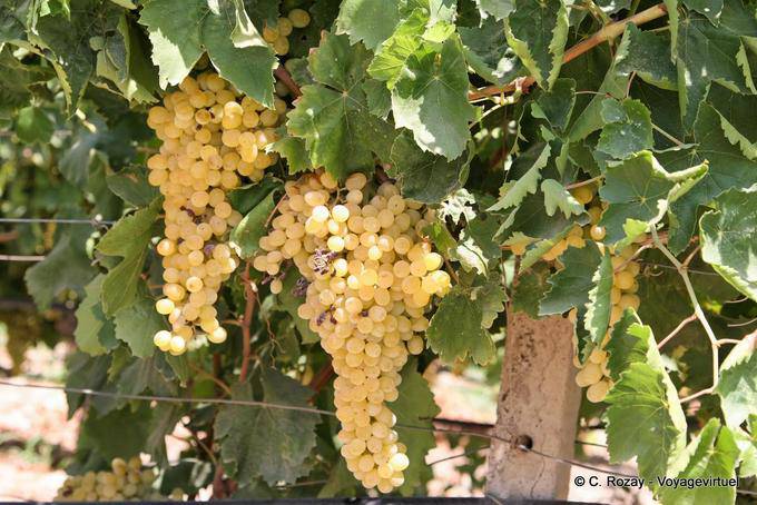 Vori, grappes de raisin blanc dans une vigne - Crète, Grèce
