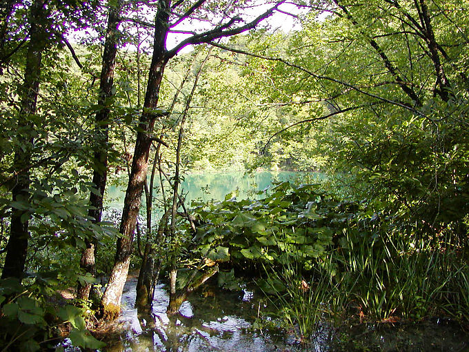 Végétation protégée à Plitvice - Croatie