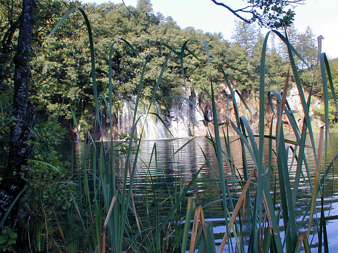 Derrière les joncs de Plitvice - Croatie