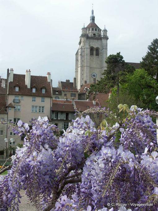 Glycines devant le clocher de la collégiale Notre-Dame, Dole - France