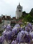 Glycines devant le clocher de la collégiale Notre-Dame, Dole, France.