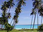Grands palmiers sur la côte caraibe vers Los Patos, Rép. Dominicaine.