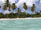Palmiers sur la playa Bayahibe, Rép. Dominicaine.