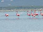 Flamants roses, lac Enriquillo, Rép. Dominicaine.