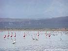 Troupeau de flamants roses et d'aigrettes, Enriquillo Lago, Rép. Dominicaine.