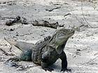 Iguana del lago Enriquillo, Cabritos, Rép. Dominicaine.