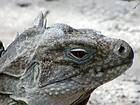 Tête d'un Iguane Rhinocéros ou Ricordi Iguana, lac Enriquillo, Rép. Dominicaine.