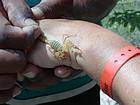 Scorpion jaune sur la main, lac Enriquillo, Rép. Dominicaine.