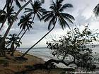 Cocotiers penchés sur la plage abandonnée, Juan Dolio, Rép. Dominicaine.