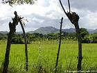Intérieur du pays entre Miches et Hato Mayor, Rép. Dominicaine.
