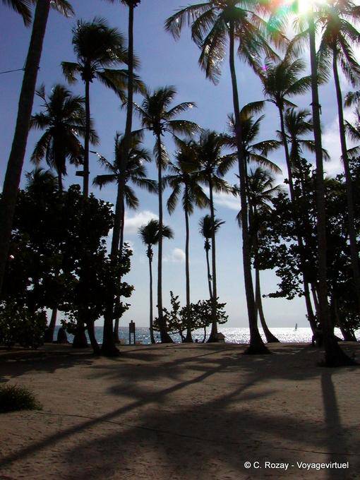 Ombre des cocotiers sur l'arrière de la plage, Bayahibe - Rép. Dominicaine