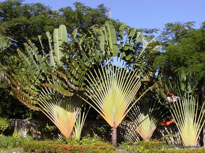 Arbre du Voyageur - Rép. Dominicaine