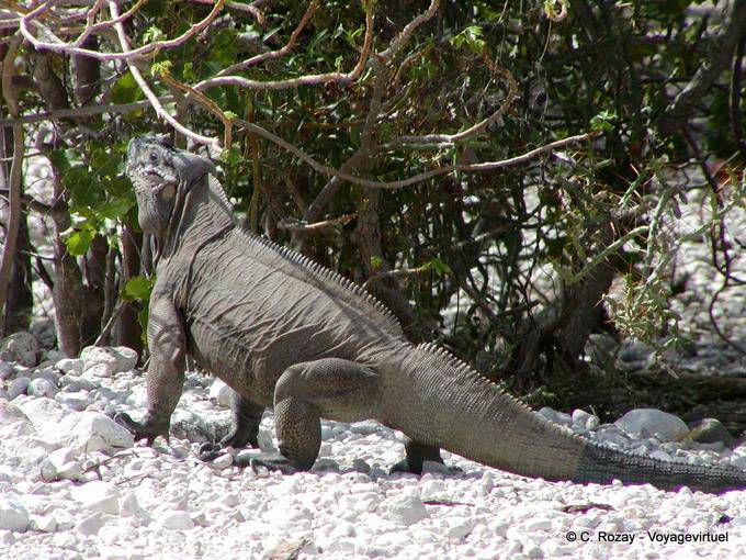 Iguane rhinocéros en action, Enriquillo Iguane - Rép. Dominicaine