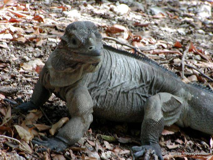 Regard d'iguane sur la rive du lago Enriquillo - Rép. Dominicaine
