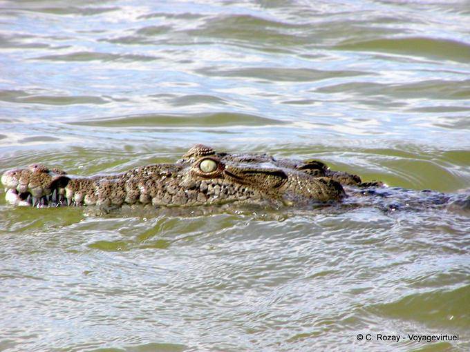 Crocodile head (Crocodylus acutus), lac Enriquillo - Rép. Dominicaine