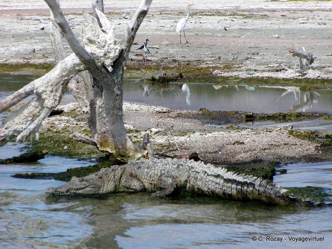 Camouflage de crocodile dans le lac salé Enriquillo - Rép. Dominicaine