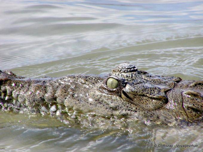 L'oeil du crocodile américain, lago Enriquillo - Rép. Dominicaine