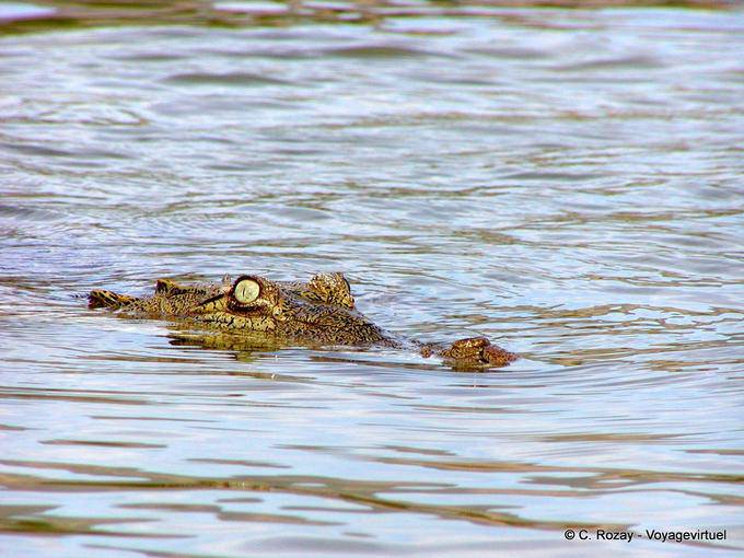 Oeil et museau de crocodile émergeant des eaux salé du lac Enriquillo - Rép. Dominicaine