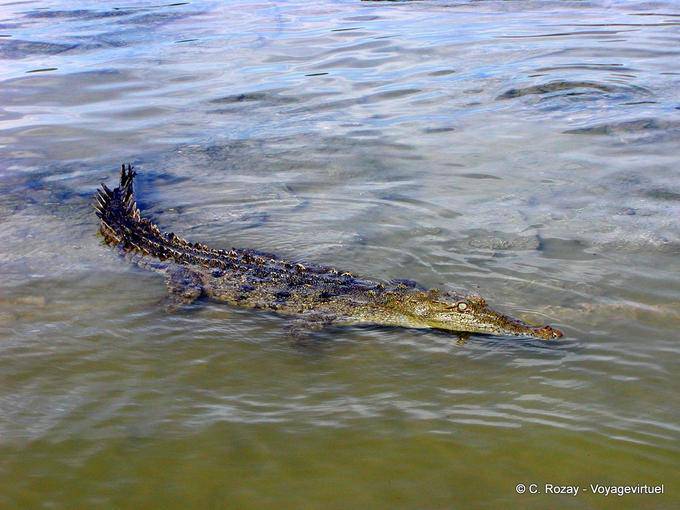 Crocodile à l'approche dans le lac d'eau salée, lago Enriquillo - Rép. Dominicaine