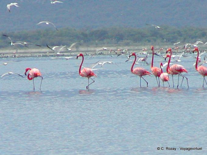 Flamants roses, lac Enriquillo - Rép. Dominicaine