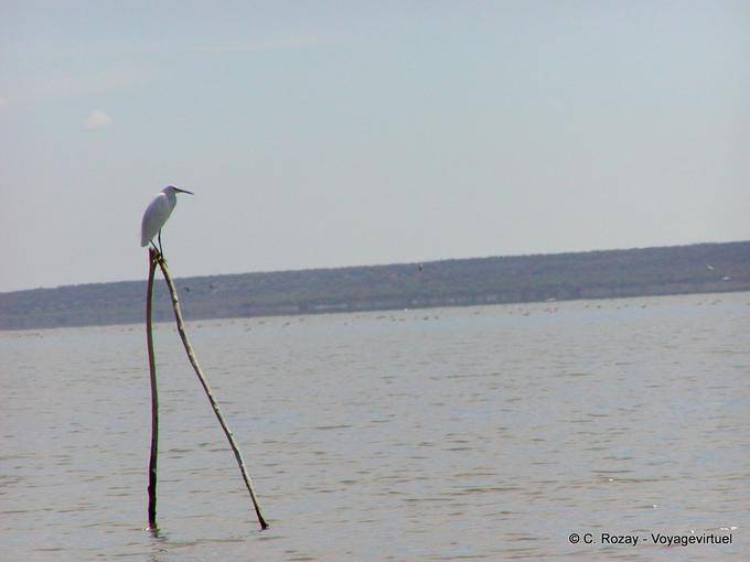 Héron blanc ou aigrette garzette perchée, lac Enriquillo - Rép. Dominicaine