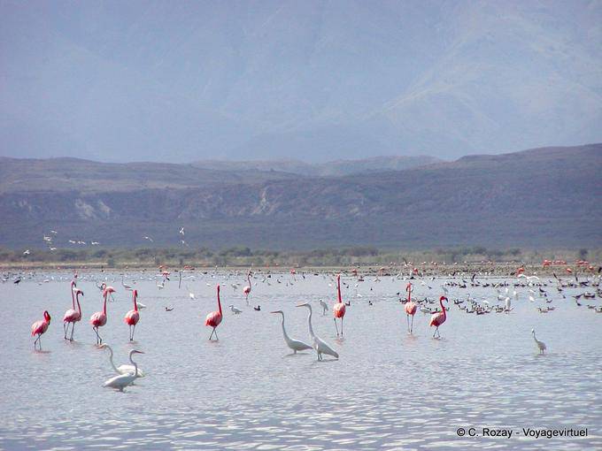 Troupeau de flamants roses et d'aigrettes, Enriquillo Lago - Rép. Dominicaine