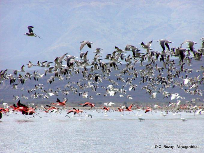 Envolée d'oiseaux sur le lac, Enriquillo Lago - Rép. Dominicaine