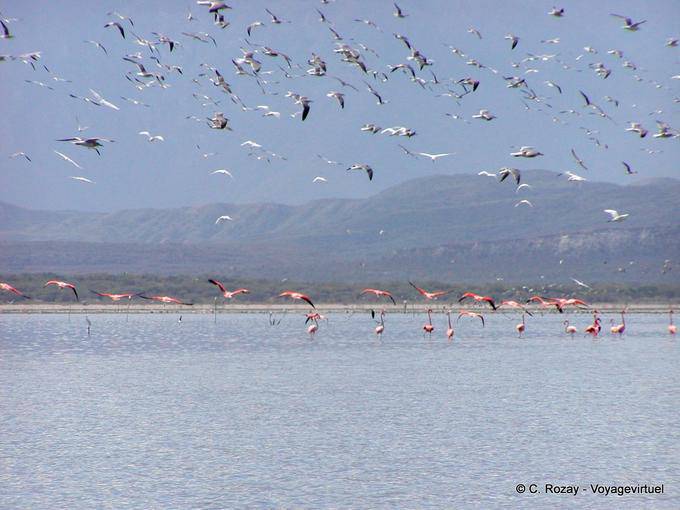 Foule d'oiseaux s'envolant sur le lago Enriquillo, paradis ornithologique - Rép. Dominicaine