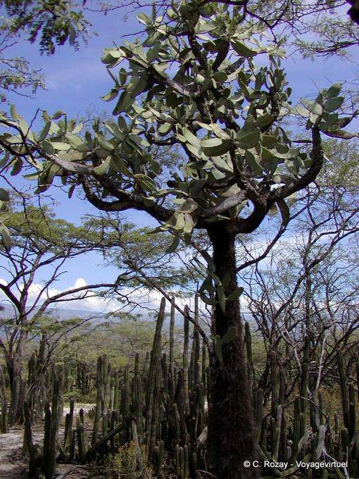 Cactus sur l'îlot Cabritos, Enriquillo - Rép. Dominicaine