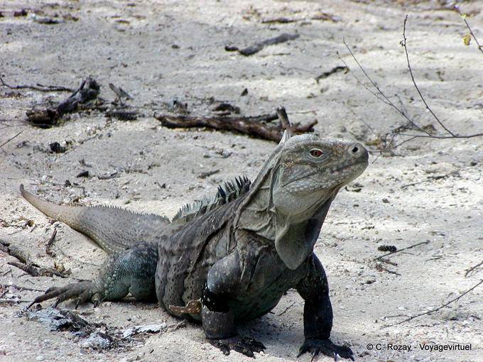 Iguana del lago Enriquillo, Cabritos - Rép. Dominicaine