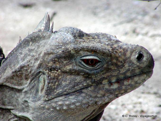 Tête d'un Iguane Rhinocéros ou Ricordi Iguana, lac Enriquillo - Rép. Dominicaine