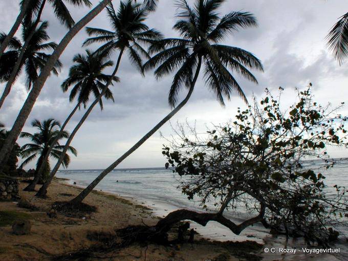 Cocotiers penchés sur la plage abandonnée, Juan Dolio - Rép. Dominicaine