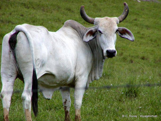 Zébu au champ, Miches Hata Mayor - Rép. Dominicaine
