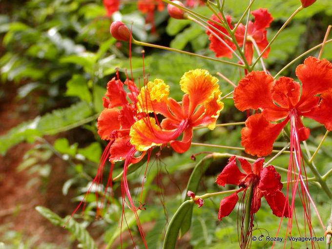 Magnifiques fleurs - Rép. Dominicaine