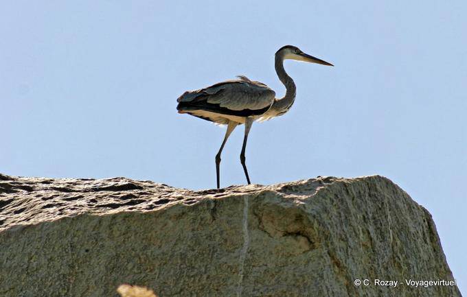 Héron sur rocher au bord du fleuve, Assouan - Égypte