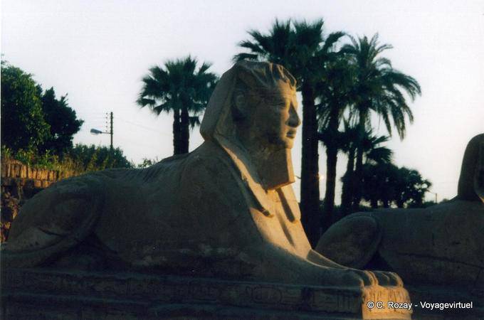 Sphinx à tête de roi, dromos du Temple de Louxor - Égypte