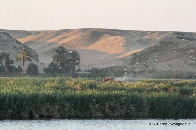 Envolée d'oiseaux du Nil - Égypte