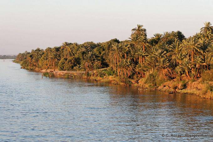 Forêt de palmiers, rivage du Nil - Égypte
