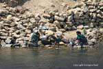 Vaisselle dans l'eau du Nil, Egypte.